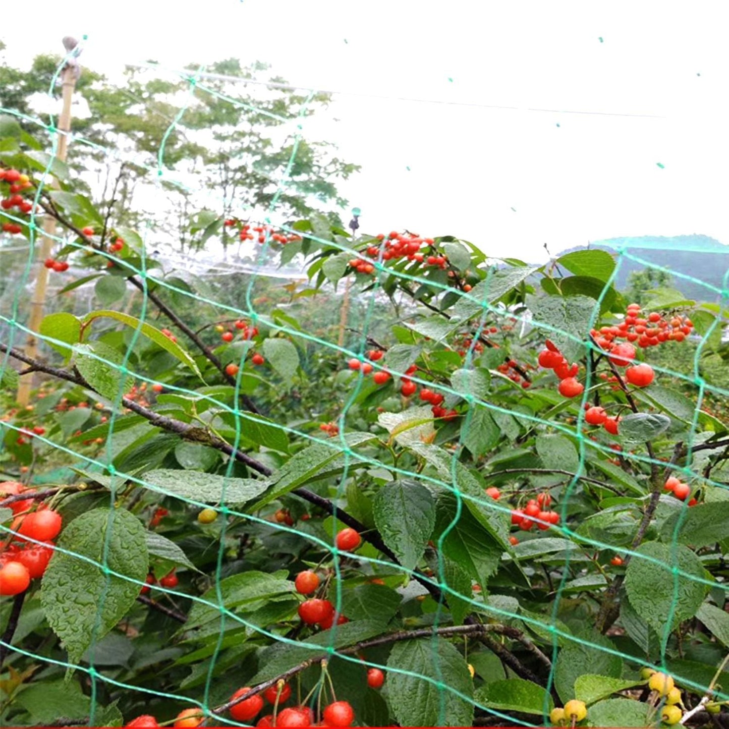 13 x 33ft Garden Netting Heavy Duty PE Anti Bird Netting Plants Fruits Tree Vegetables Protection Netting Net