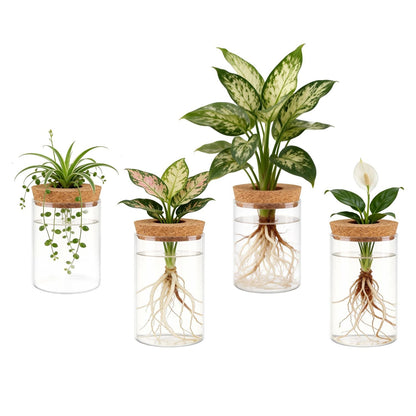 4Pack Glass Propagation Stations For Plants Indoor Glass Planters Hydroponic Plant Vases 2 Large 2 Small for Plant Cuttings Flower Arrangements