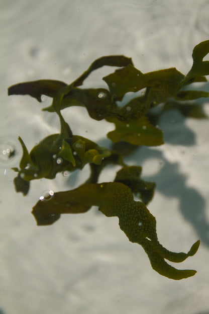 Sea Change Seaweed Bar – Neroli & Bladderwrack for Mineral-Rich Cleansing